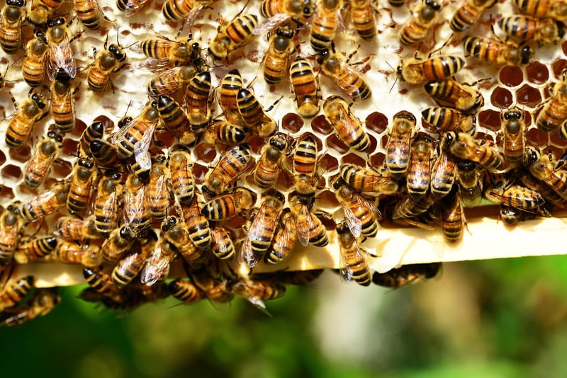 Reusable Beeswax Wraps